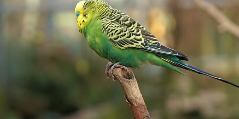 budgie-1
