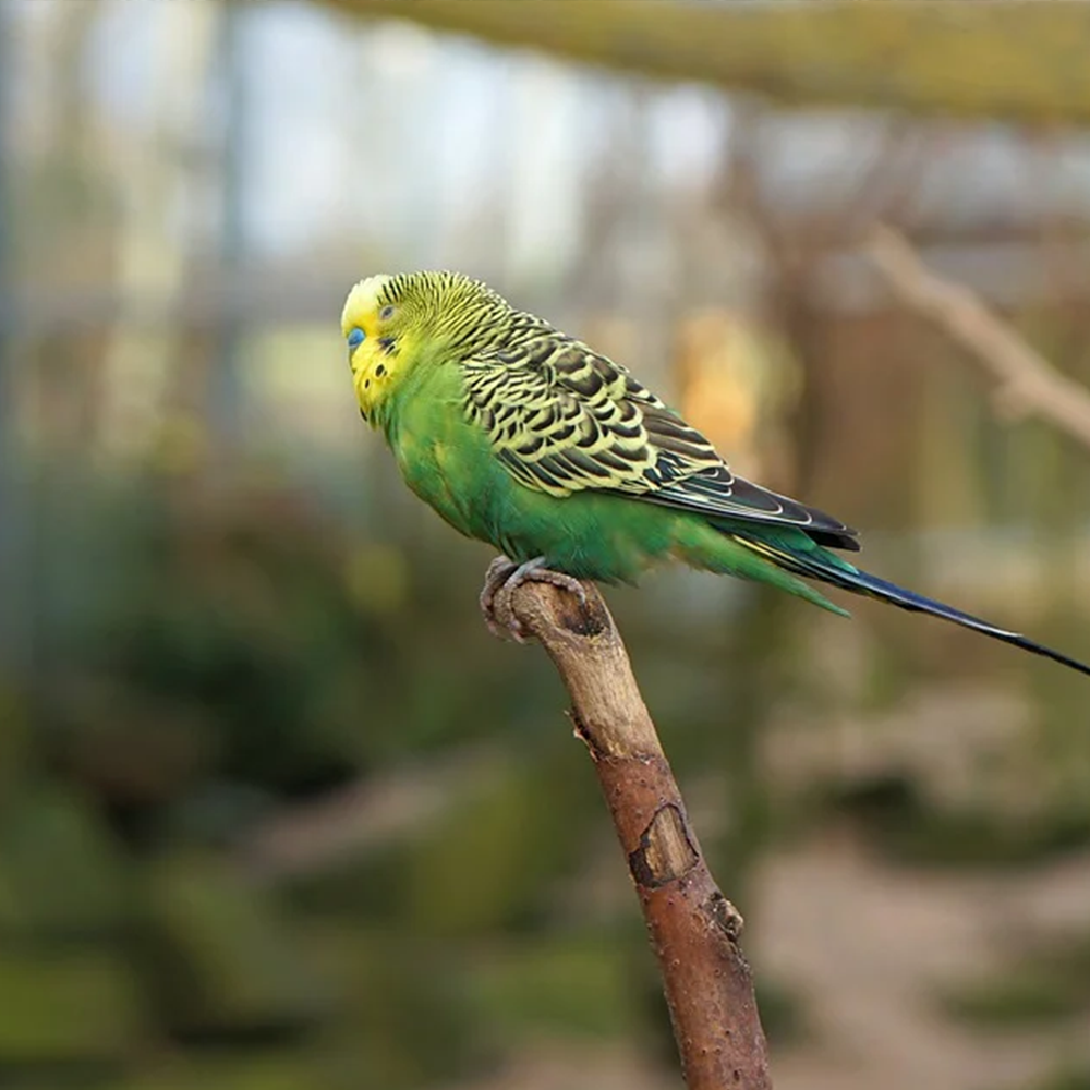 budgie-1